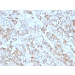 Immunohistochemistry - Anti-BCMA Antibody [BCMA/2366] (A249910) - Antibodies.com