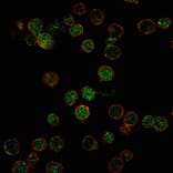 Immunofluorescence - Anti-ROR gamma Antibody [RORC/2941] (A249911) - Antibodies.com