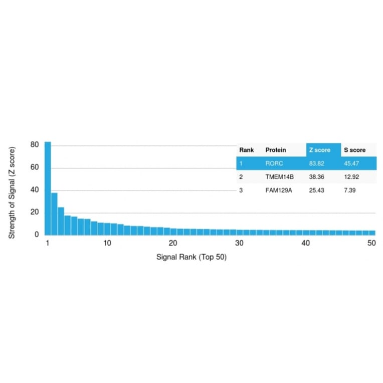 Protein Array - Anti-ROR gamma Antibody [RORC/2942] (A249911) - Antibodies.com