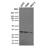 Western Blot - Anti-RPA2 Antibody [RPA2/2106] (A249913) - Antibodies.com