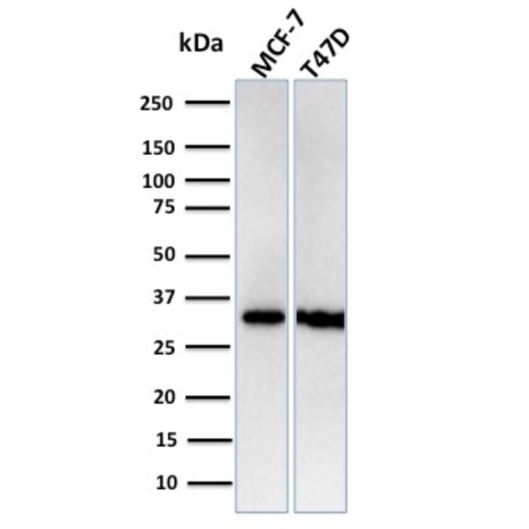 Western Blot - Anti-RPA2 Antibody [RPA2/3140R] (A249914) - Antibodies.com