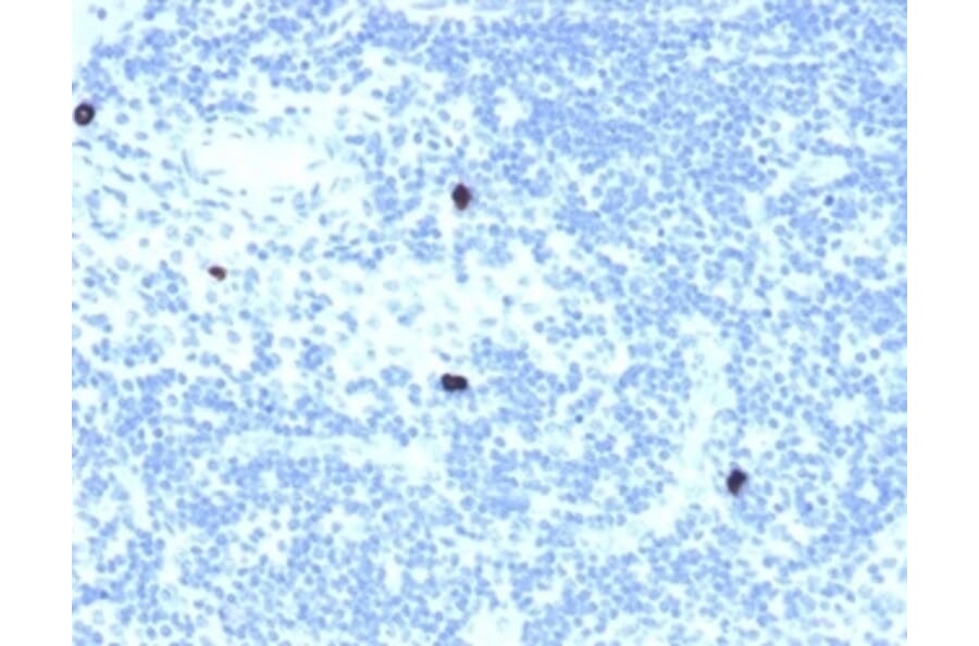 Immunohistochemistry - Anti-RXRB Antibody [PCRP-RXRB-2B6] (A249916) - Antibodies.com