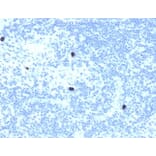 Immunohistochemistry - Anti-RXRB Antibody [PCRP-RXRB-2B6] (A249916) - Antibodies.com