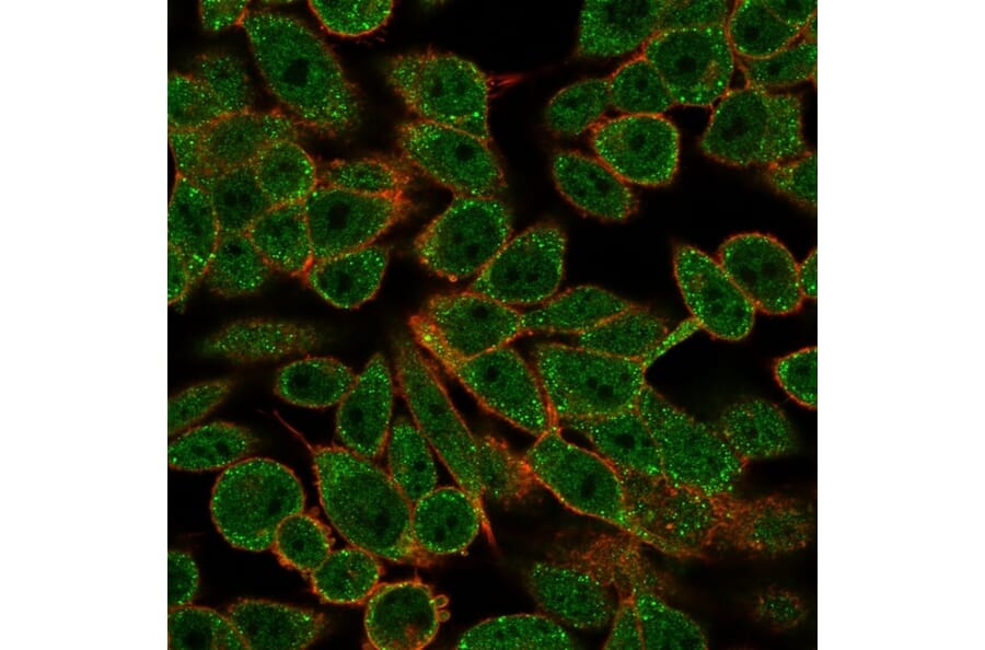 Immunofluorescence - Anti-RXRB Antibody [PCRP-RXRB-2B6] (A249916) - Antibodies.com