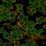 Immunofluorescence - Anti-RXRB Antibody [PCRP-RXRB-2B6] (A249916) - Antibodies.com