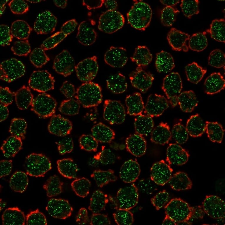 Immunofluorescence - Anti-RXRB Antibody [PCRP-RXRB-2B6] (A249916) - Antibodies.com