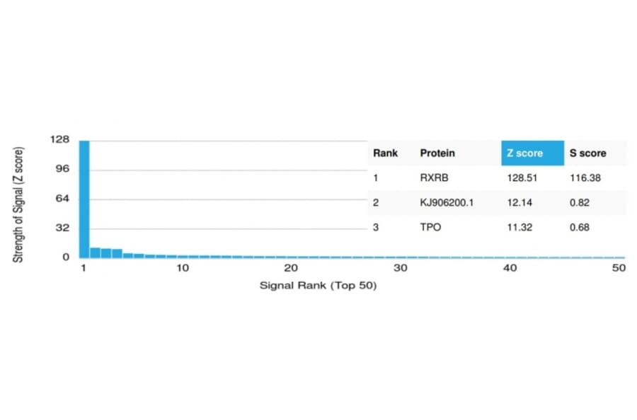 Protein Array - Anti-RXRB Antibody [PCRP-RXRB-2B6] (A249915) - Antibodies.com