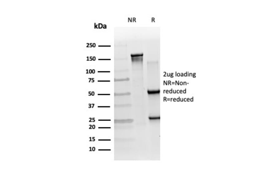 SDS-PAGE - Anti-RXRB Antibody [PCRP-RXRB-2B6] (A249916) - Antibodies.com