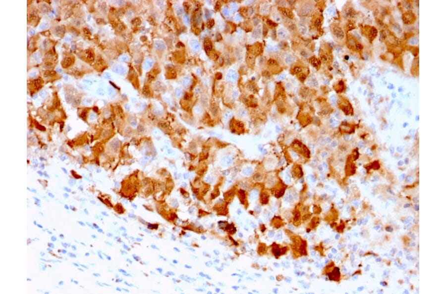 Immunohistochemistry - Anti-S100A1 Antibody [S100A1/1942] (A249918) - Antibodies.com