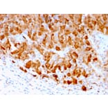 Immunohistochemistry - Anti-S100A1 Antibody [S100A1/1942] (A249918) - Antibodies.com
