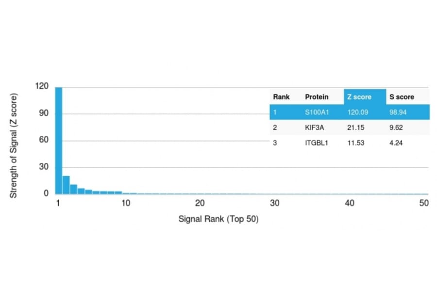 Protein Array - Anti-S100A1 Antibody [S100A1/1942] (A249917) - Antibodies.com