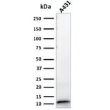 Western Blot - Anti-S100A2 Antibody [CPTC-S100A2-2] (A249919) - Antibodies.com