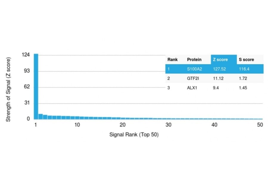 Protein Array - Anti-S100A2 Antibody [CPTC-S100A2-2] (A249918) - Antibodies.com