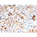 Immunohistochemistry - Anti-S100A4 Antibody [rS100A4/1481] (A249923) - Antibodies.com