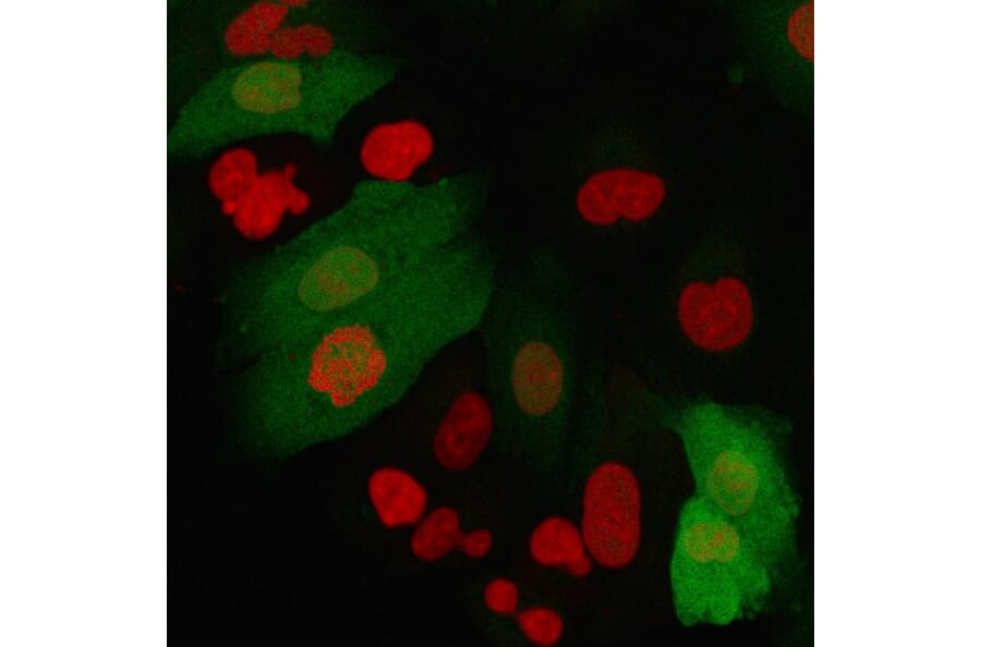 Immunofluorescence - Anti-S100A4 Antibody [rS100A4/1481] (A249923) - Antibodies.com