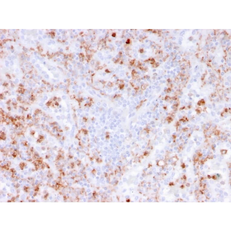Immunohistochemistry - Anti-Calprotectin Antibody [rMAC3781] (A249927) - Antibodies.com