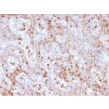 Immunohistochemistry - Anti-Calprotectin Antibody [rMAC3781] (A249926) - Antibodies.com