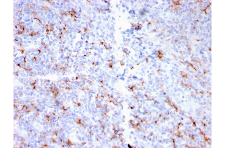 Immunohistochemistry - Anti-S100A9 + Calprotectin Antibody [MAC3157R] (A249927) - Antibodies.com