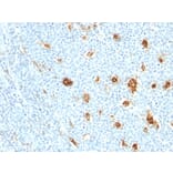 Immunohistochemistry - Anti-Calprotectin Antibody [MRP14/840] (A249928) - Antibodies.com