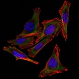 Immunofluorescence - Anti-S100 beta Antibody [4C4.9] (A249933) - Antibodies.com