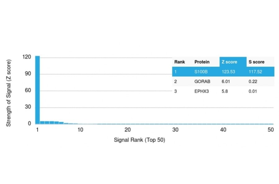 Protein Array - Anti-S100 beta Antibody [S100B/1012] (A249935) - Antibodies.com