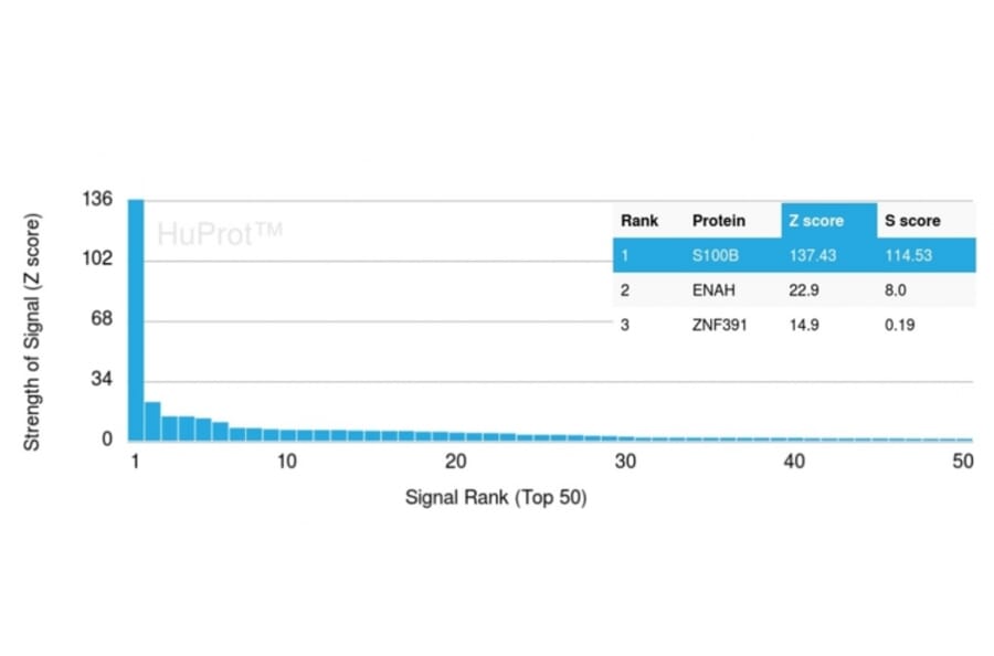 Protein Array - Anti-S100 beta Antibody [S100B/1706R] (A249939) - Antibodies.com