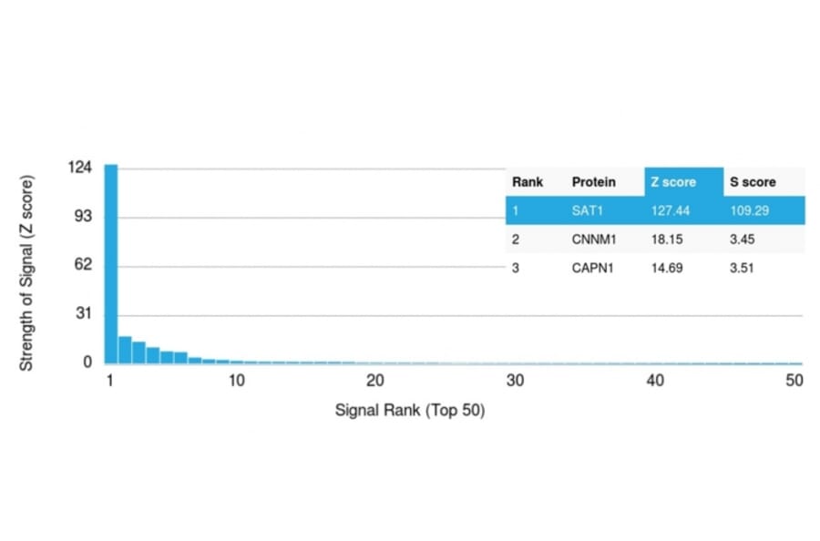 Protein Array - Anti-Spermidine Antibody [CPTC-SAT1-3] (A249944) - Antibodies.com