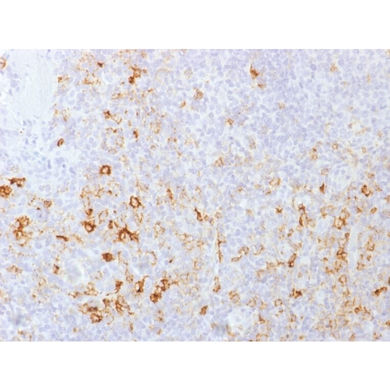 Immunohistochemistry - Anti-CD162 Antibody [PSGL1/1601] (A249952) - Antibodies.com