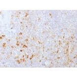 Immunohistochemistry - Anti-CD162 Antibody [PSGL1/1601] (A249952) - Antibodies.com