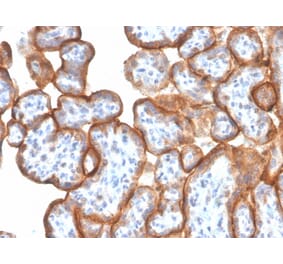 Immunohistochemistry - Anti-VISTA Antibody [VISTA/3006] (A249958) - Antibodies.com