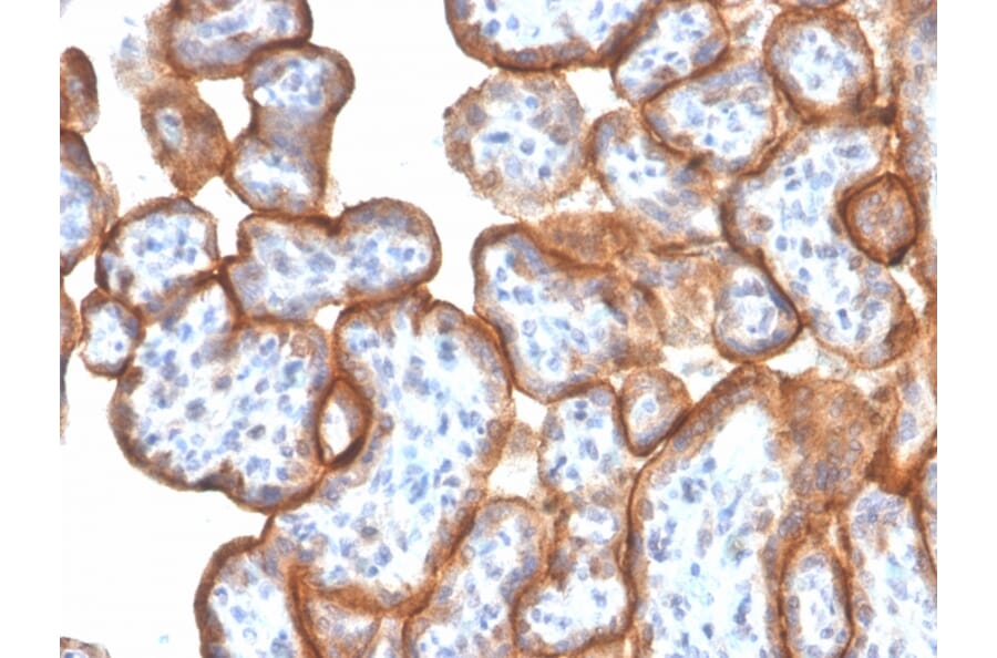 Immunohistochemistry - Anti-VISTA Antibody [VISTA/3006] (A249958) - Antibodies.com