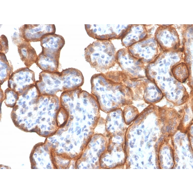 Immunohistochemistry - Anti-VISTA Antibody [VISTA/3006] (A249958) - Antibodies.com