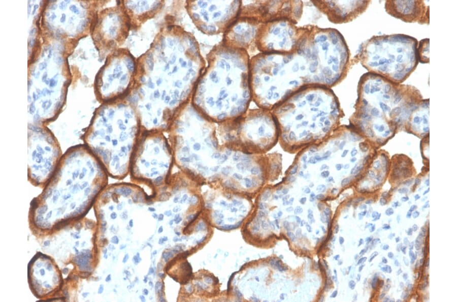Immunohistochemistry - Anti-VISTA Antibody [VISTA/3007] (A249959) - Antibodies.com