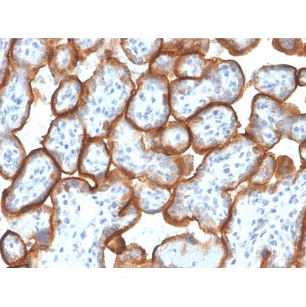 Immunohistochemistry - Anti-VISTA Antibody [VISTA/3007] (A249959) - Antibodies.com