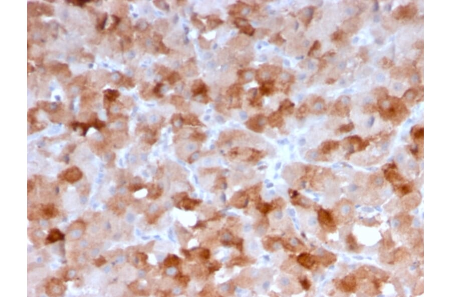 Immunohistochemistry - Anti-VISTA Antibody [VISTA/3007] (A249959) - Antibodies.com
