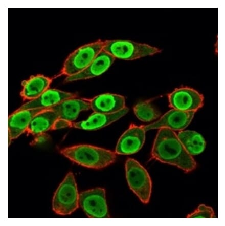 Immunofluorescence - Anti-SET Antibody [PCRP-SET-1C6] (A249960) - Antibodies.com