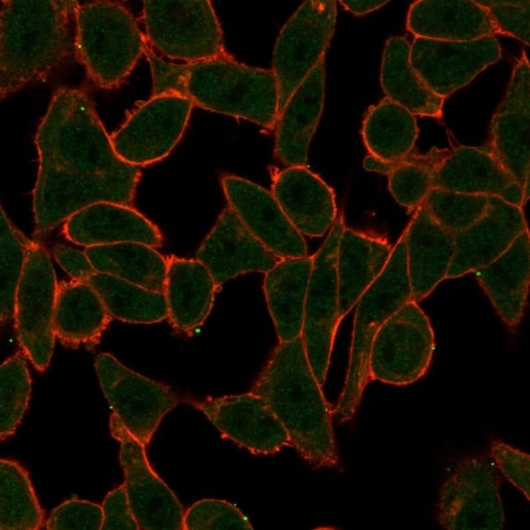 Immunofluorescence - Anti-SCXA Antibody [PCRP-SCXA-2D11] (A249961) - Antibodies.com