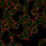 Immunofluorescence - Anti-SCXA Antibody [PCRP-SCXA-2D11] (A249961) - Antibodies.com