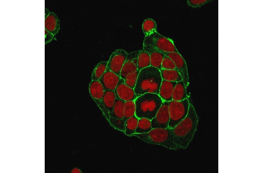 Immunofluorescence - Anti-GLUT1 Antibody [GLUT1/2476] (A249979) - Antibodies.com
