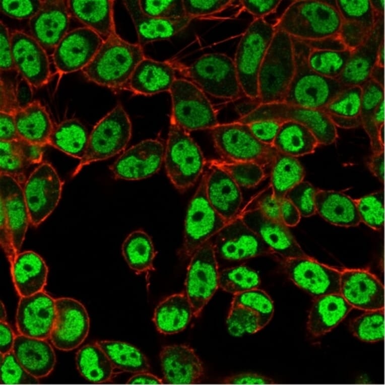 Immunofluorescence - Anti-SMARCC1 Antibody [PCRP-SMARCC1-1F1] (A249984) - Antibodies.com