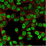 Immunofluorescence - Anti-SMARCC1 Antibody [PCRP-SMARCC1-1F1] (A249984) - Antibodies.com