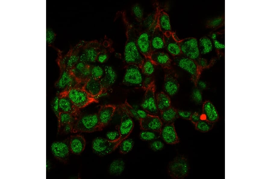Immunofluorescence - Anti-SUMO-2 + SUMO-3 Antibody [SPM572] (A249985) - Antibodies.com