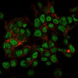 Immunofluorescence - Anti-SUMO-2 + SUMO-3 Antibody [SPM572] (A249985) - Antibodies.com