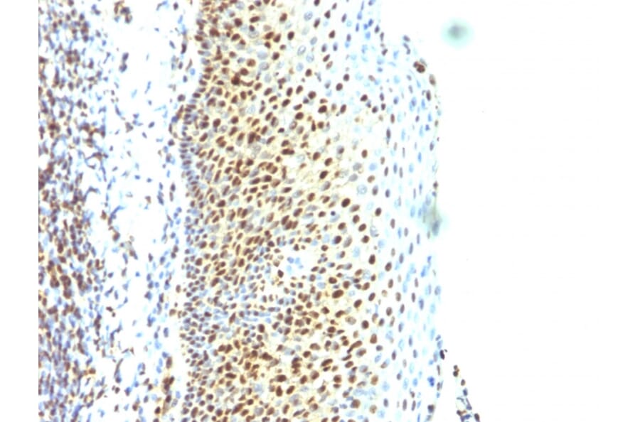 Immunohistochemistry - Anti-SUMO-2 Antibody [SUMO2/1199] (A249987) - Antibodies.com