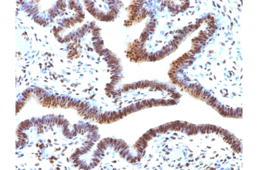 Immunohistochemistry - Anti-SUMO-2 Antibody [SUMO2/1199] (A249986) - Antibodies.com