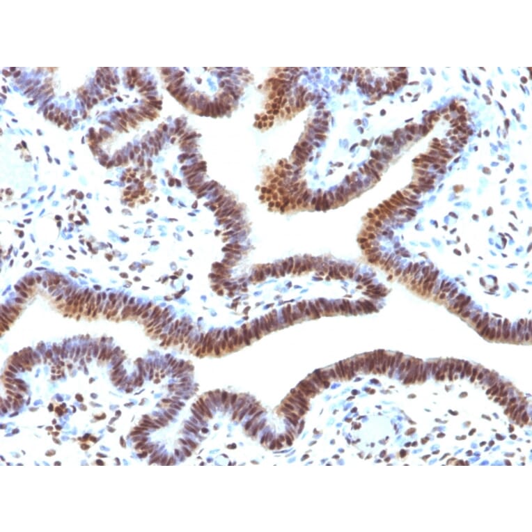 Immunohistochemistry - Anti-SUMO-2 Antibody [SUMO2/1199] (A249986) - Antibodies.com