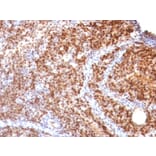 Immunohistochemistry - Anti-SUMO-2 Antibody [SUMO2/1199] (A249987) - Antibodies.com