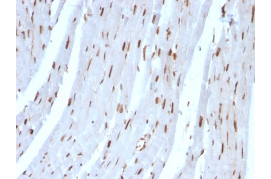 Immunohistochemistry - Anti-SUMO-2 Antibody [SUMO2/1199] (A249987) - Antibodies.com