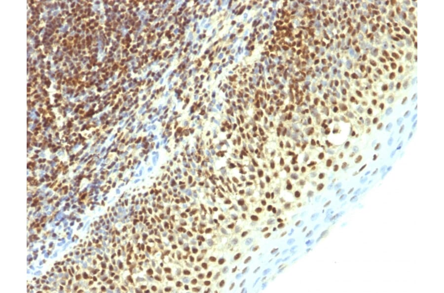 Immunohistochemistry - Anti-SUMO-2 Antibody [SPM621] (A249987) - Antibodies.com
