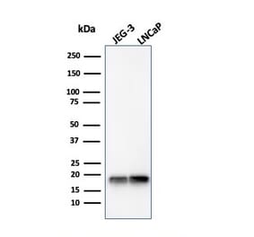 Western Blot - Anti-Superoxide Dismutase 1 Antibody [SOD1/4330] (A249994) - Antibodies.com